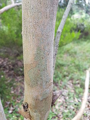 EucalyptusCyanophylla BotGartenMelbourne-20171124-2b
