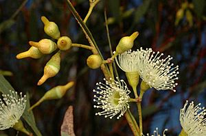 Eucalyptus captiosa buds
