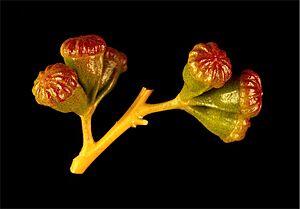 Eucalyptus griffithsii buds