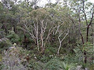 Eucalyptus laeliae habit.jpg