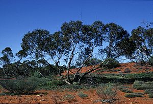 Eucalyptus mannensis.jpg