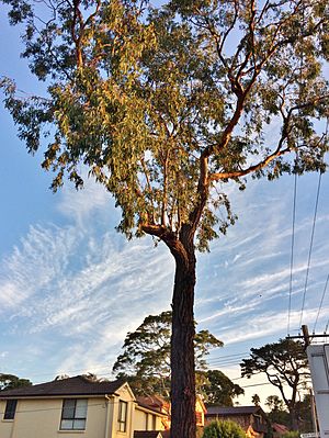 Eucalyptus tricarpa - street tree
