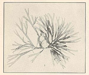 FMIB 38415 Spatoglossum schraederi.jpeg