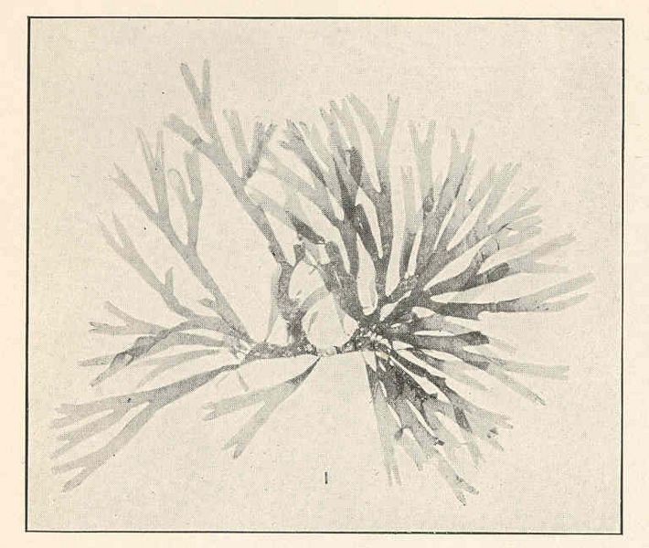 FMIB 38415 Spatoglossum schraederi