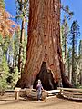 Faithful Couple Tree, Mariposa Grove, Yosemite National Park - June 2022