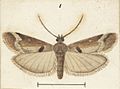 Fig 1 MA I437618 TePapa Plate-XIX-The-butterflies full (cropped)
