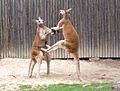 Fighting red kangaroos 2