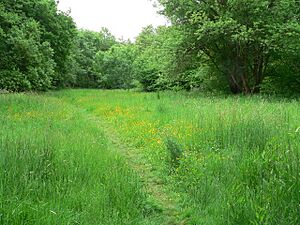 Footpath through meadow on Liss Riverside Railway Walk (geograph 6313252)