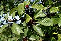 Frangula-alnus-fruits