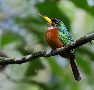 Galbula albirostris - Yellow-billed jacamar (male).jpg