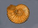 Gasteropods - Ammonites - Mantelliceras tuberculatum