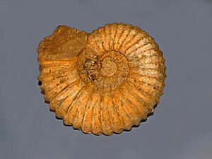 Gasteropods - Ammonites - Mantelliceras tuberculatum