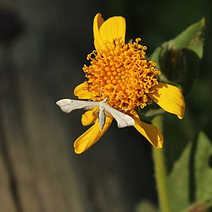 Gillmeria albertae feeding on an Arnica flower in Banff National Park