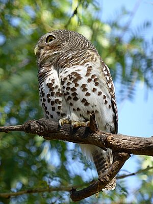 Glaucidium capense -Kruger National Park, South Africa-8.jpg