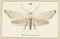 Glyphipterix achlyoessa Fig 12 Plate XXXIII (cropped)