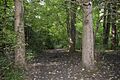Gobions Wood 7