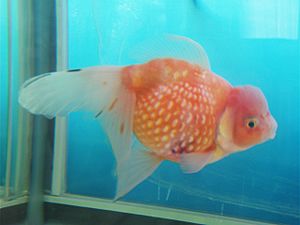 GoldfishPearl