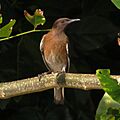 Hartlaubius auratus