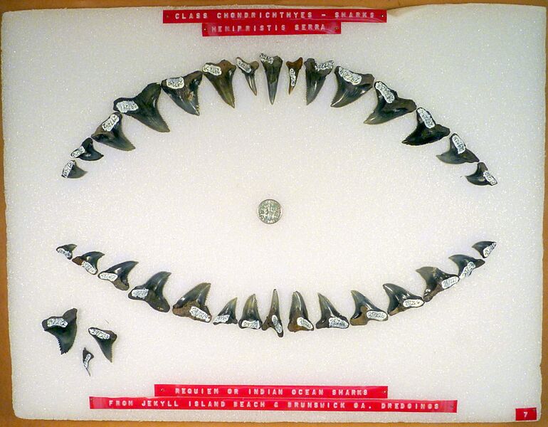 Hemipristis serra teeth