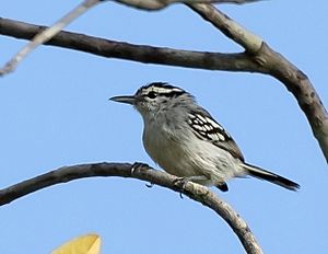 Herpsilochmus praedictus - Predicted antwren; Beruri, Amazonas, Brazil.jpg