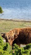 Highland Cattle on Ormsö