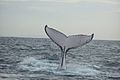 Humpback whale fluke (2)