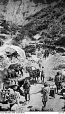 Indian mule team at Anzac, Gallipoli, 1915