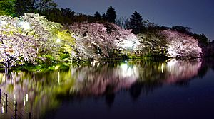 Inokashira Park Cherry blossoms
