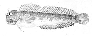 Istiblennius edentulus.jpg