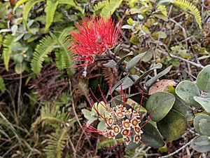 Lehua flower, Alaka'i Swamp Trail, Kauaʻi