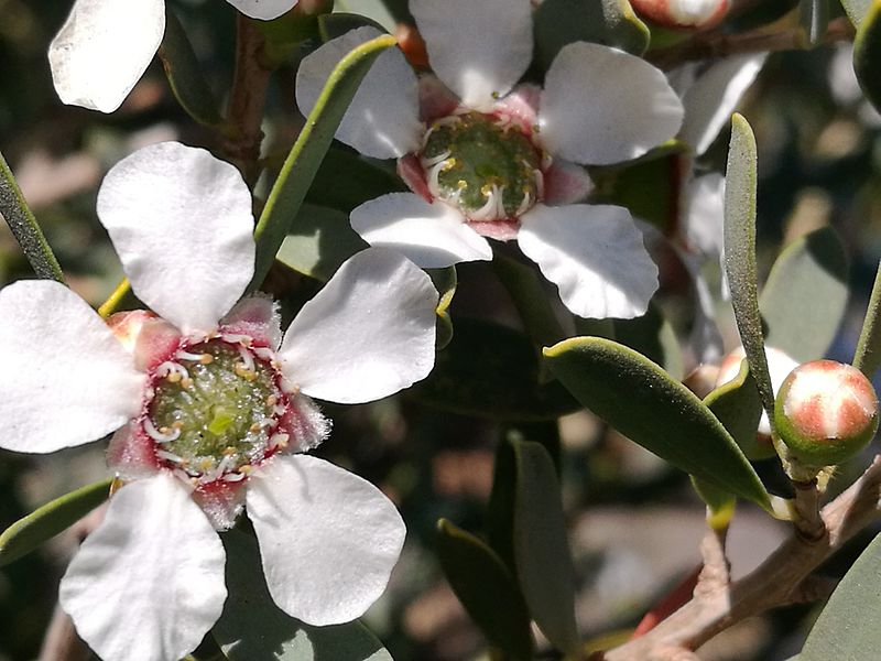 Leptospermumlaevigatum42195793580 ec9792b069 o