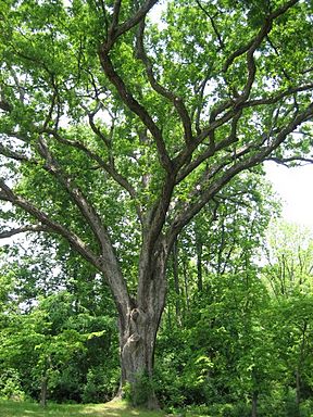Photo of Linden Oak in May 2007