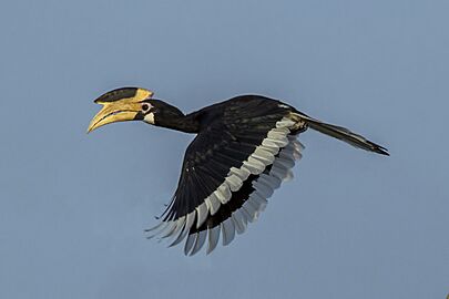 Malabar pied hornbill (Anthracoceros coronatus) female in flight