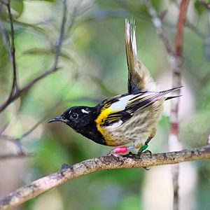 Male hihi (stitchbird) flicking up its tail feathers.jpg