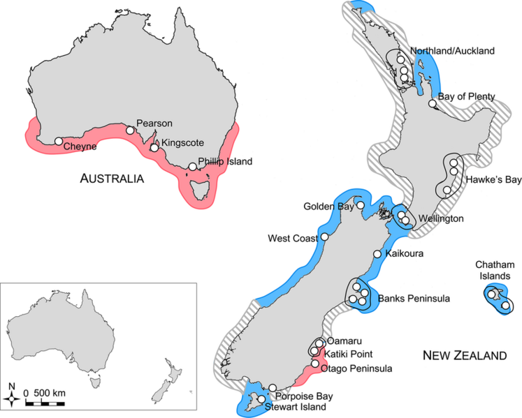 Map-of-distribution-of-Eudyptula-penguins-Blue-and-red-colours-indicate