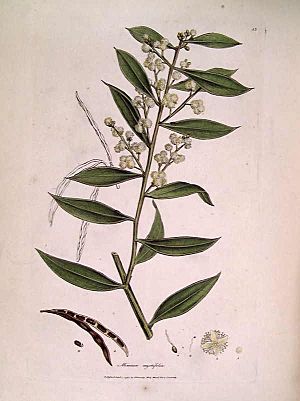 Mimosa myrtifolia (Sowerby)