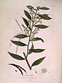 Mimosa myrtifolia (Sowerby)