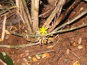 Molineria latifolia fleur