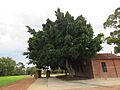 Moreton Bay Fig Tree, Wireless Hill, April 2021