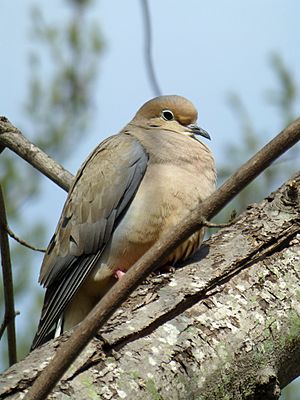 Mourning Dove on Easter day