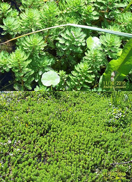 Myriophyllum aquaticum
