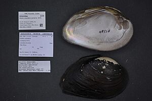 Naturalis Biodiversity Center - ZMA.MOLL.210642 - Elliptio crassidens (Lamarck, 1819) - Unionidae - Mollusc shell.jpeg