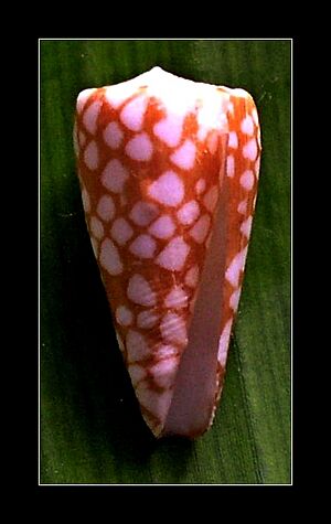 Noble Cone - Conus nobilis 003.jpg
