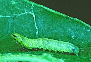 Oak leaf tier larva