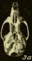 Oryzomys couesi couesi ventral