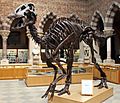 Oxford Edmontosaurus