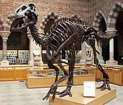 Oxford Edmontosaurus.jpg