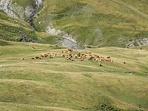 Pâturage dans le vallon de Valbelle (Vars, Hautes-Alpes) - panoramio