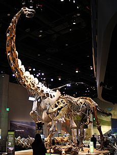 Perot Museum Alamosaurus and Tyrannosaurus