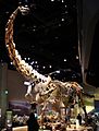 Perot Museum Alamosaurus and Tyrannosaurus